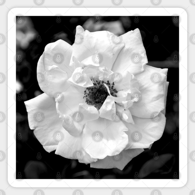White Flower Sticker by ElizabethB_Art